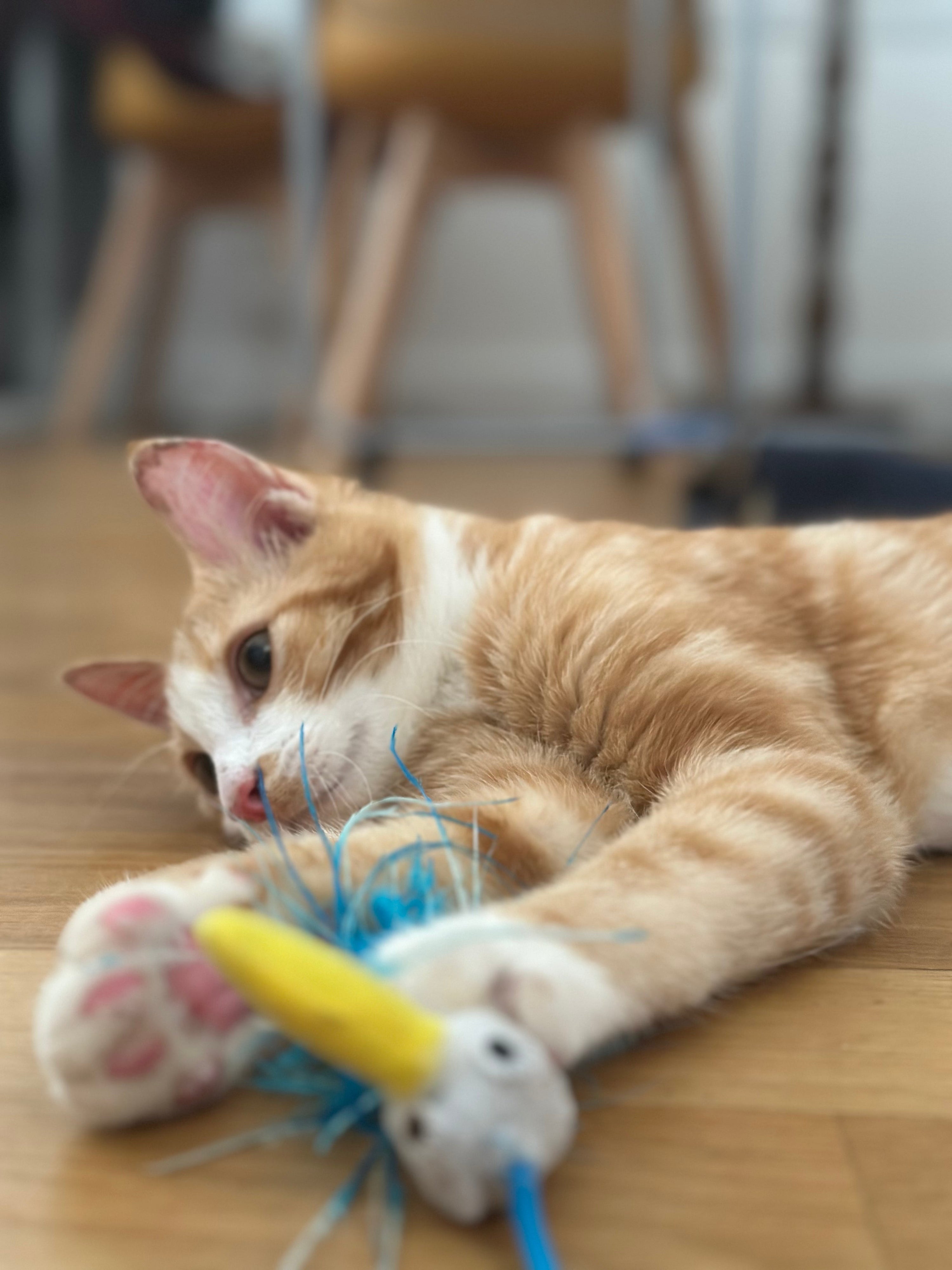 Comment occuper son chat d’intérieur ?