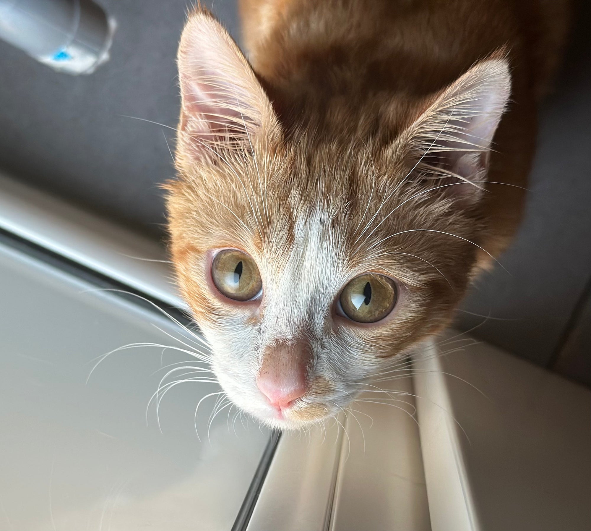 Pourquoi ton chat se lasse vite de ses jouets (et comment relancer son intérêt)