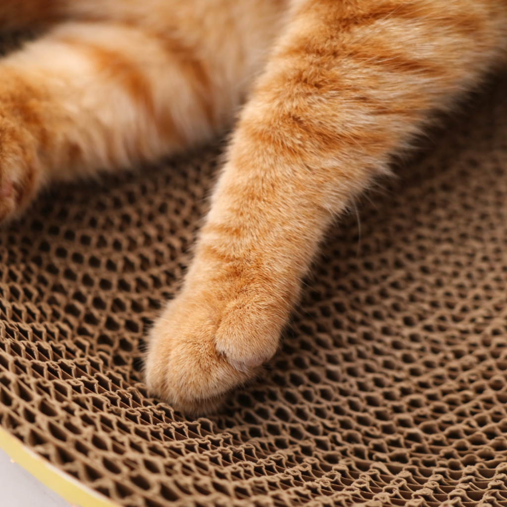 Griffoir-lit pour chat