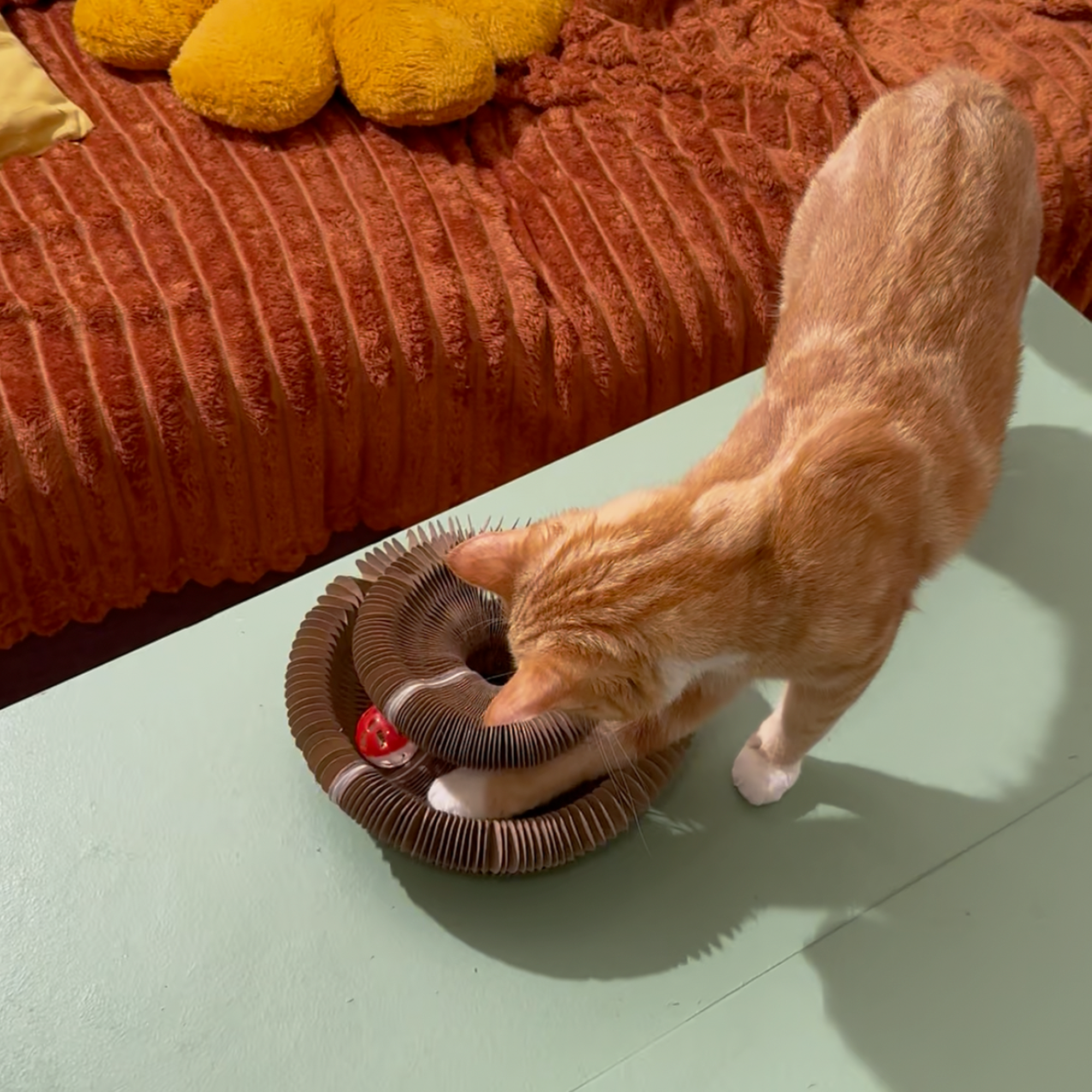 Griffoir-Accordéon avec grelot