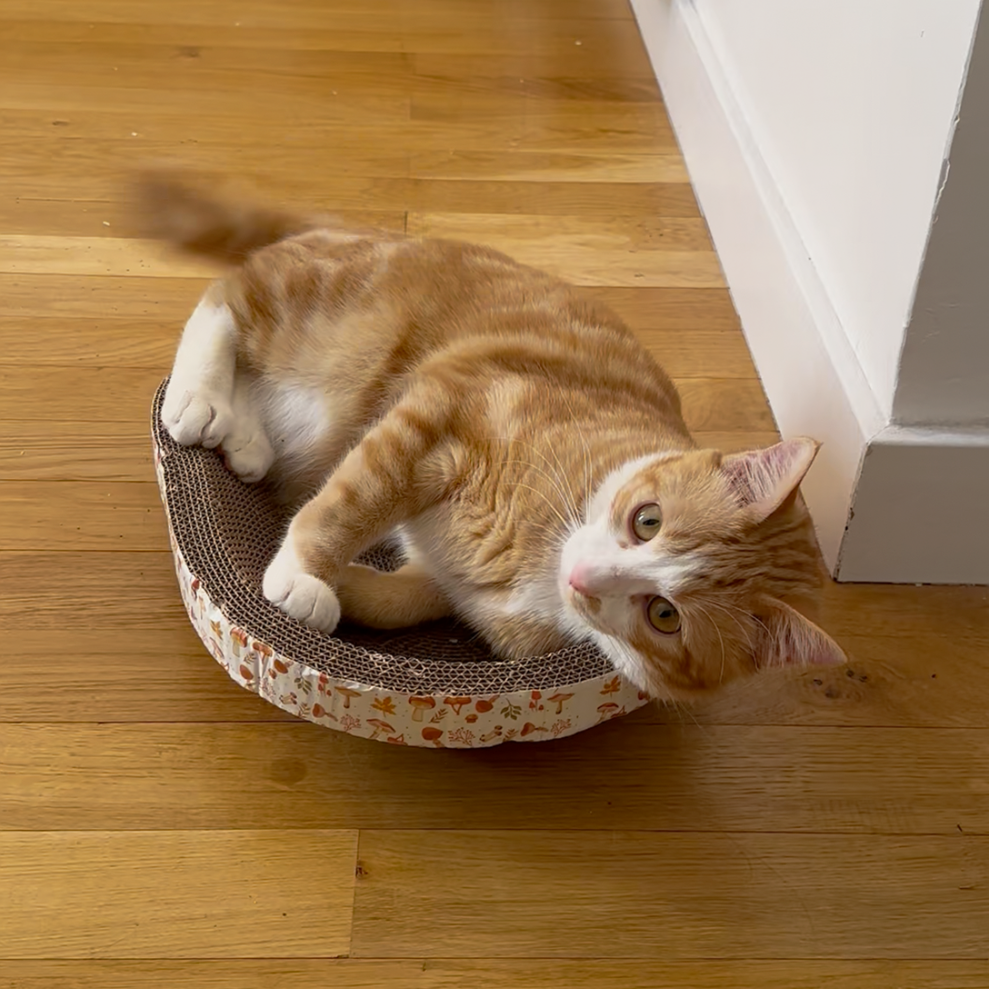 Griffoir-lit pour chat