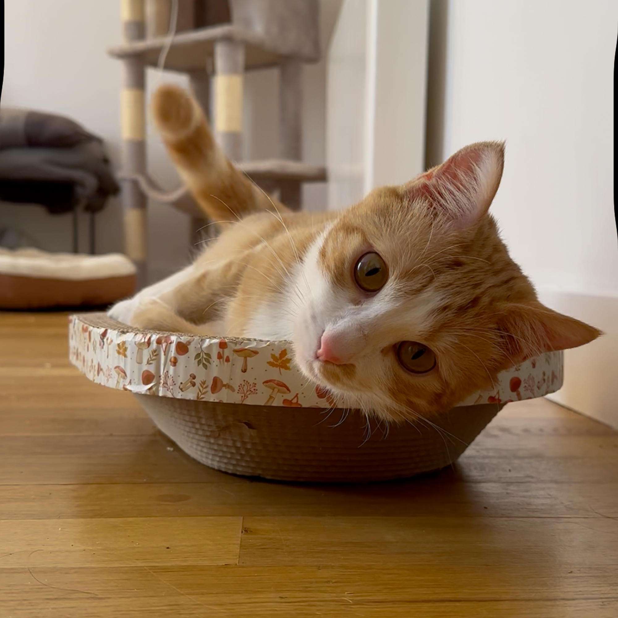 Griffoir-lit pour chat